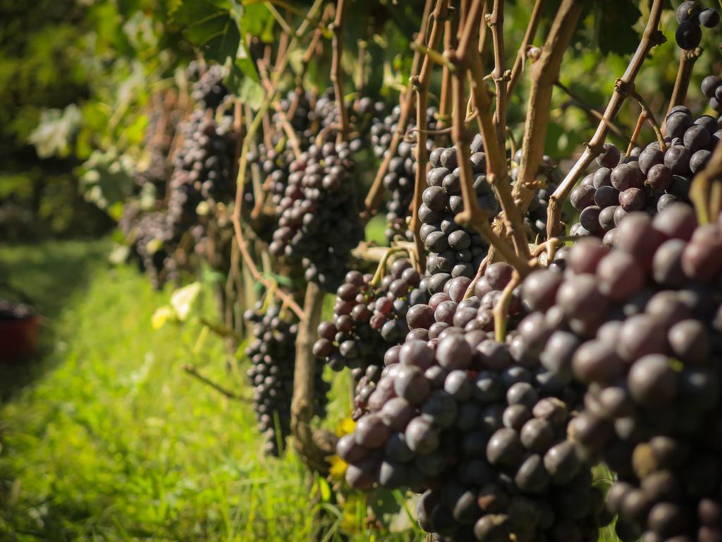 Il Molinaccio Di Montepulciano Villa ภายนอก รูปภาพ